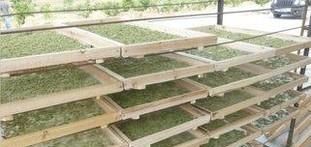 金银花加工详解