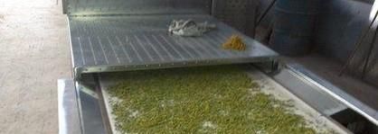 金银花加工详解