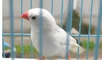 白珍珠鸟怎么分公母