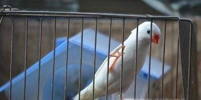 白珍珠鸟怎么分公母