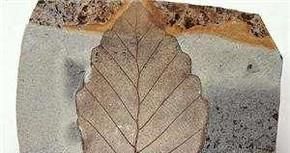 如何区分真假化石