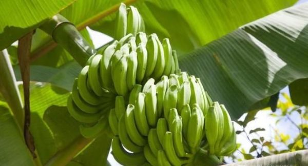 食用香蕉的禁忌有哪些