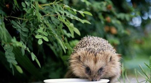 刺猬喂养时候需要注意什么？