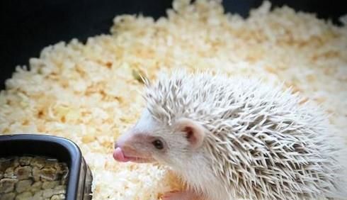 刺猬喂养时候需要注意什么？