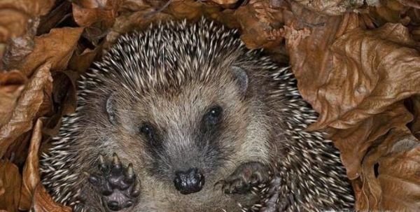 刺猬喂养时候需要注意什么？