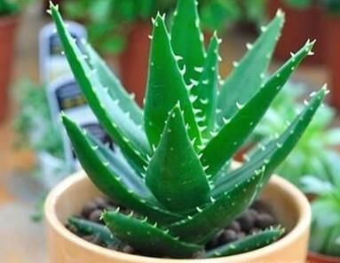 家里有蚊子怎么办？如何才能防蚊？