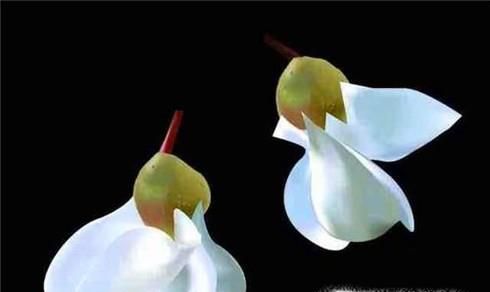 国槐花、洋槐花和红槐花三者的区别