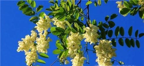 国槐花、洋槐花和红槐花三者的区别