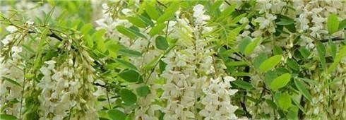 国槐花、洋槐花和红槐花三者的区别