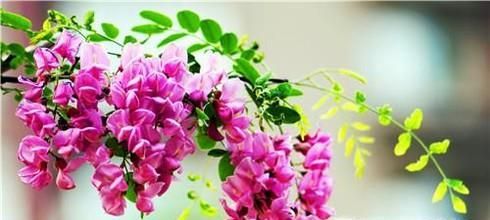 国槐花、洋槐花和红槐花三者的区别