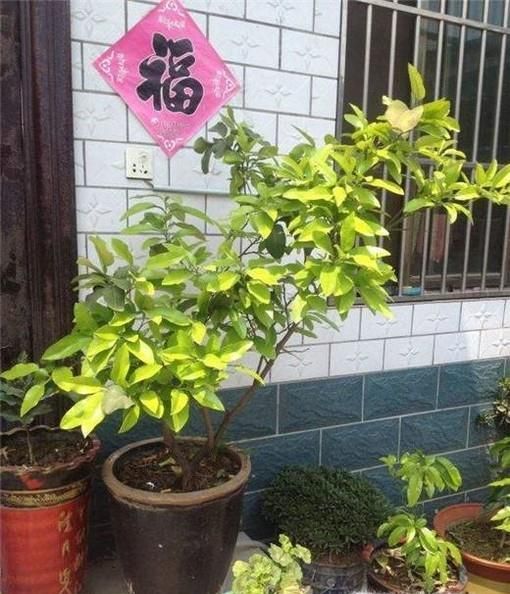 柚子树叶子发黄怎么办