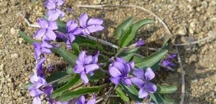 怎么用好苦地丁