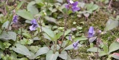 怎么用好苦地丁