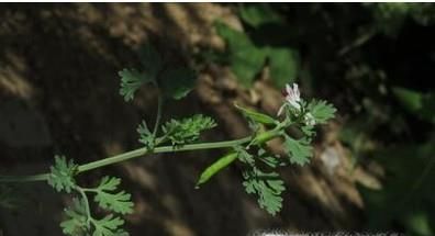 怎么用好苦地丁