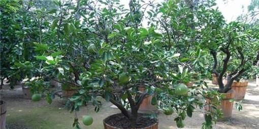 柚子树叶子发黄怎么办