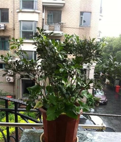 柚子树叶子发黄怎么办