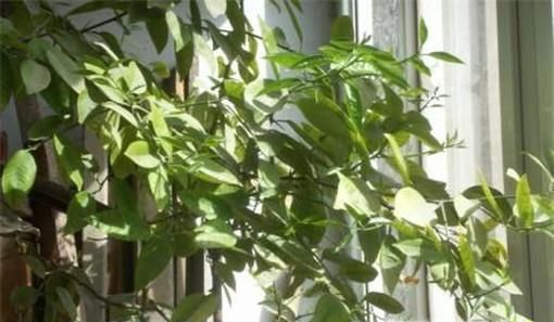 柚子树叶子发黄怎么办