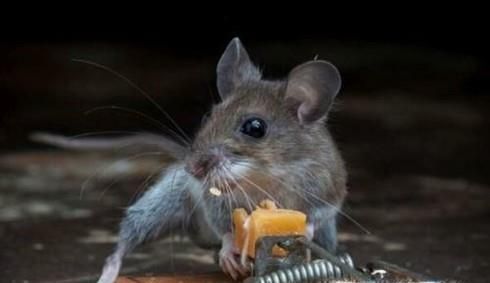 房间有老鼠，要如何抓老鼠