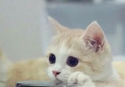 房间有老鼠，要如何抓老鼠