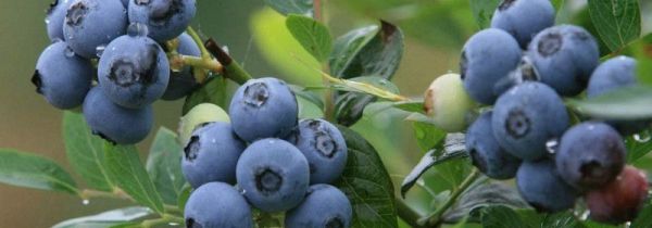 蓝莓一天吃多少为宜