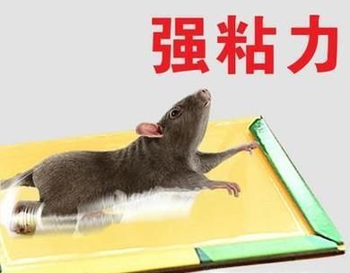 房间有老鼠，要如何抓老鼠