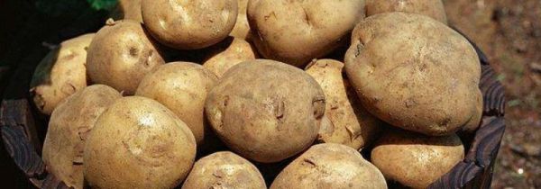 土豆和猪肝能一起吃吗