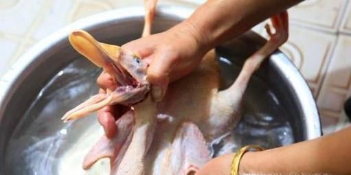 鸭子的去毛方法