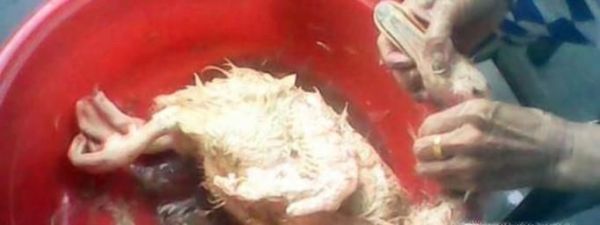 鸭子的去毛方法