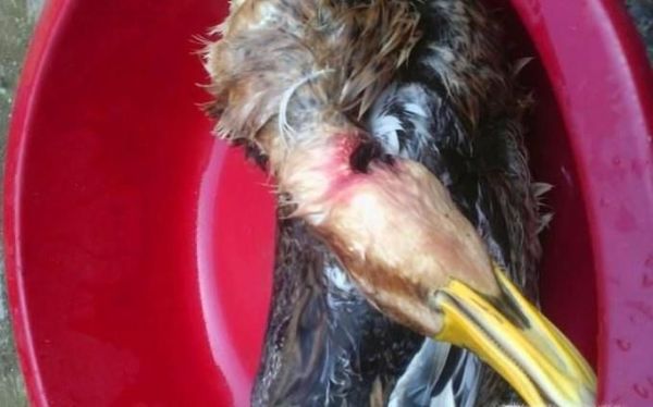 鸭子的去毛方法