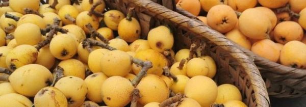 枇杷能否放冰箱保存