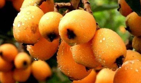 枇杷能否放冰箱保存