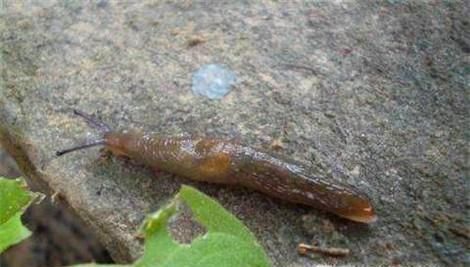 厨房里有鼻涕虫怎么办