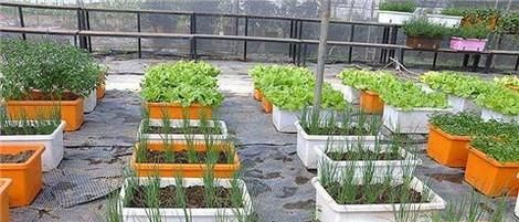 用花盆种蔬菜，丰富退休生活