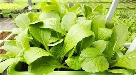 用花盆种蔬菜，丰富退休生活