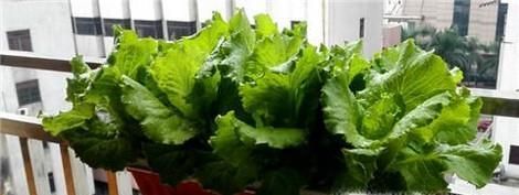 用花盆种蔬菜，丰富退休生活