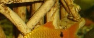 热带鱼金元宝怎么养