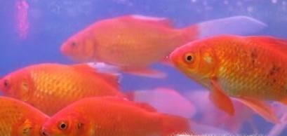 热带鱼金元宝怎么养