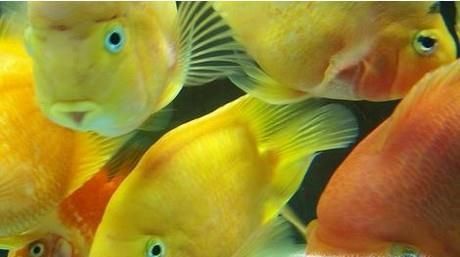 热带鱼金元宝怎么养