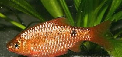 热带鱼金元宝怎么养