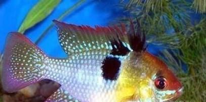 热带鱼金元宝怎么养