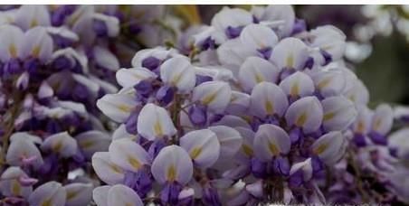 紫藤花修剪方法