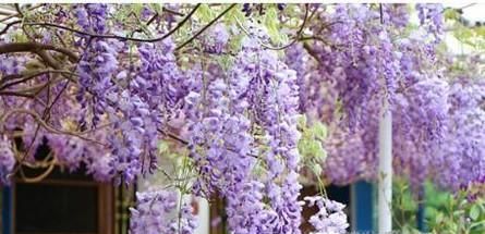 紫藤花修剪方法
