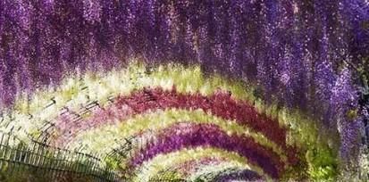 紫藤花修剪方法