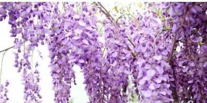 紫藤花修剪方法