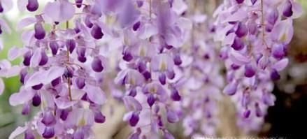 紫藤花修剪方法