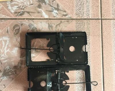 怎么样捕捉老鼠?