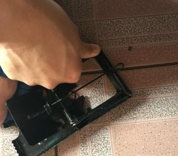怎么样捕捉老鼠?
