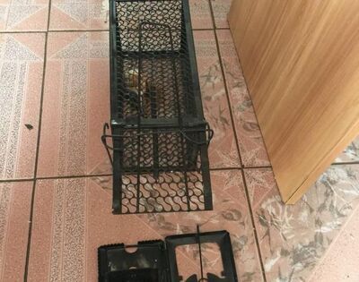 怎么样捕捉老鼠?