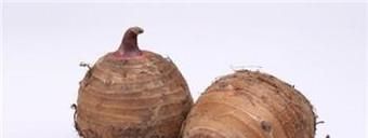 怎样把芋头水培成绿植