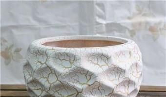 怎样把芋头水培成绿植